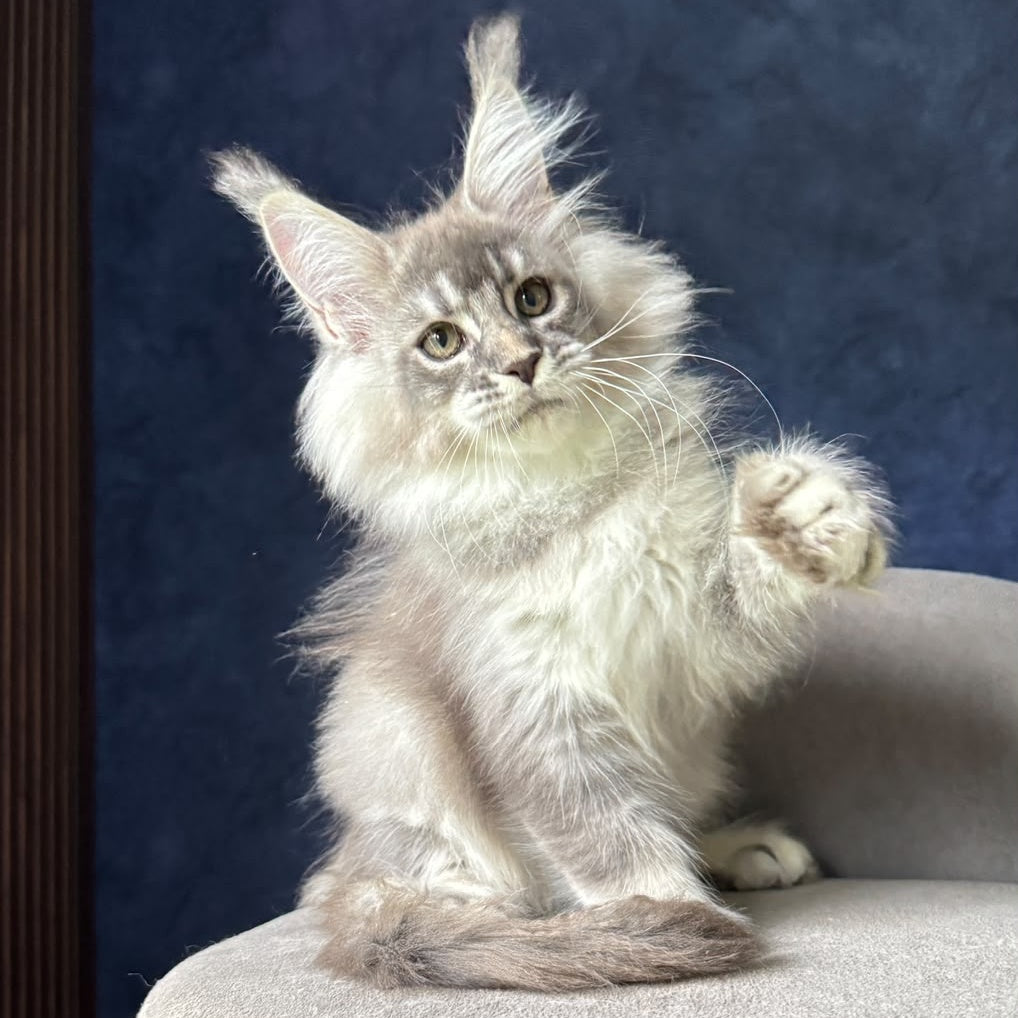 Henrietta Maine Coon female, blue silver ticked tabby