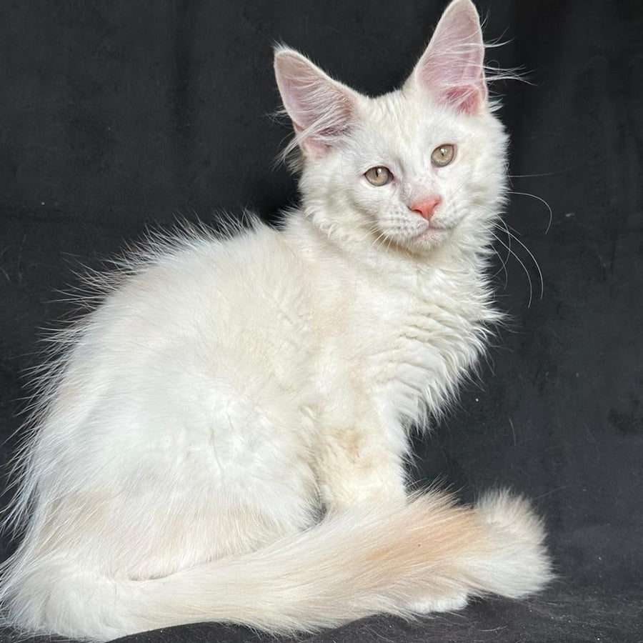 Juno Maine Coon male, red silver shaded