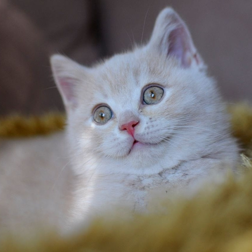 Stepashka British Shorthair male, cream