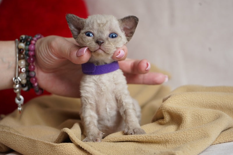 Naila Devon Rex female chocolate pointed - live animals
