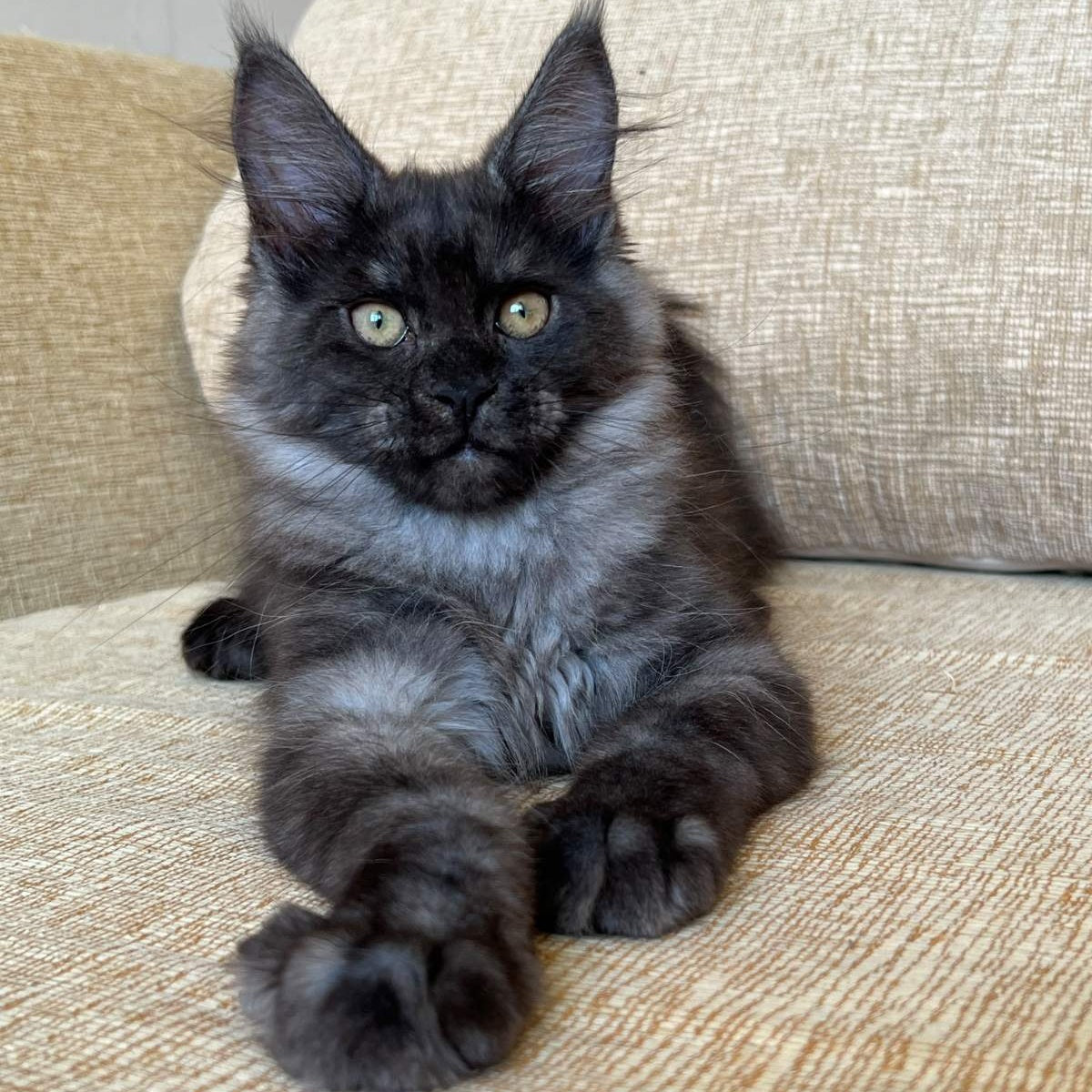 Atlantic Maine Coon female, black silver