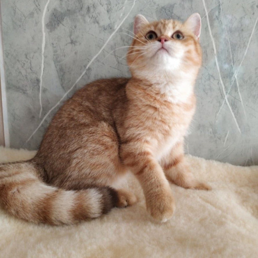 Agatha British Shorthair female, chocolate golden spotted tabby