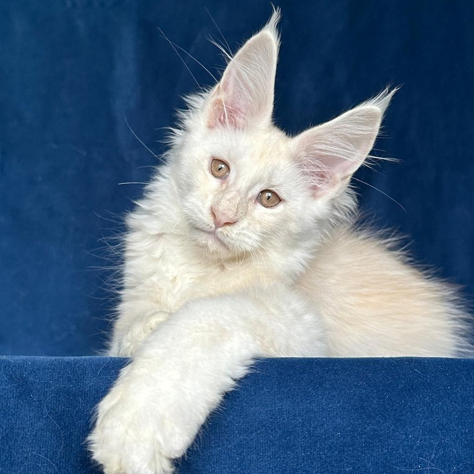 Large Sam Maine Coon male, red silver shaded