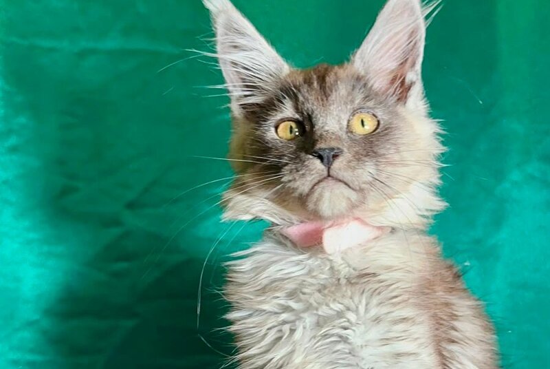 Maria Maine Coon female, black silver
