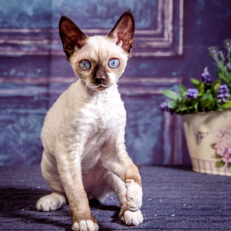 Iriska Devon Rex female, chocolate bicolour pointed