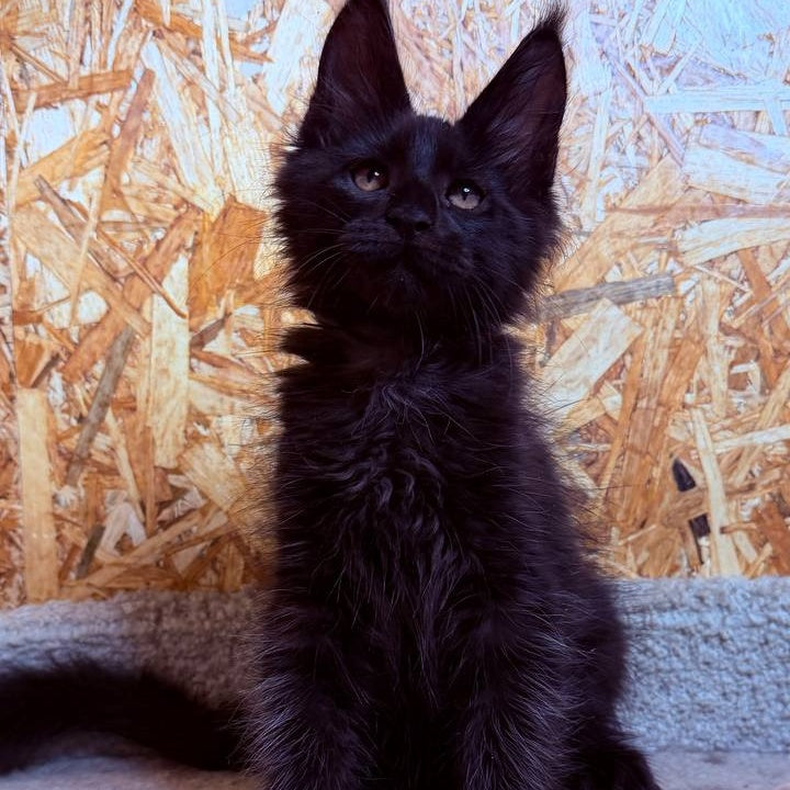 Khal Maine Coon male, black