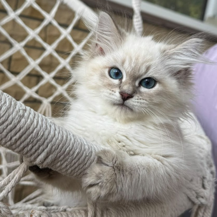 Mary Siberian female, blue pointed
