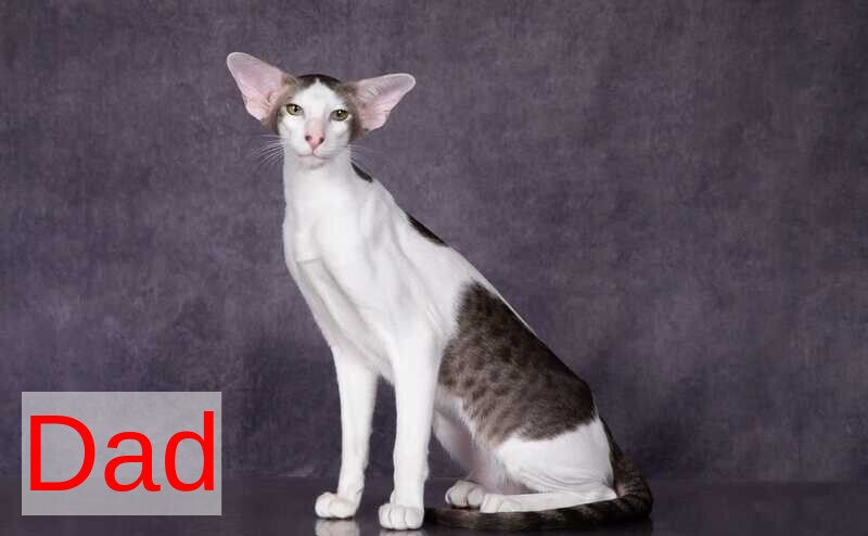 Sindy Oriental Shorthair female, black bicolour