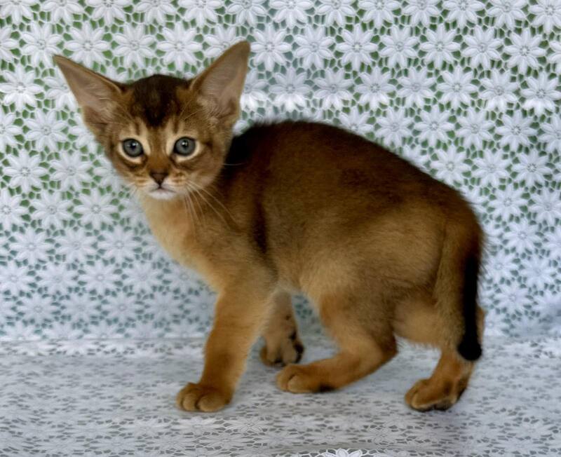 Elsie Abyssinian female ruddy - live animals