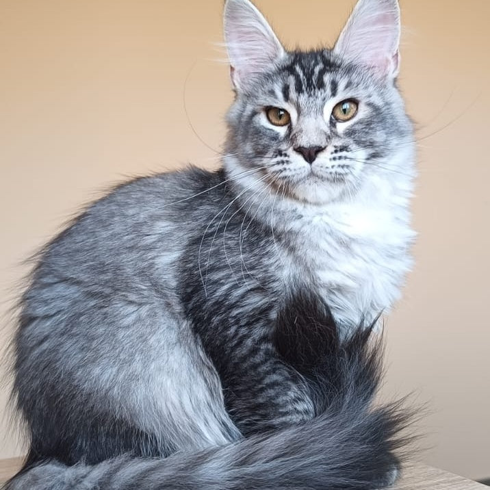 Darsia Maine Coon female, black silver ticked tabby