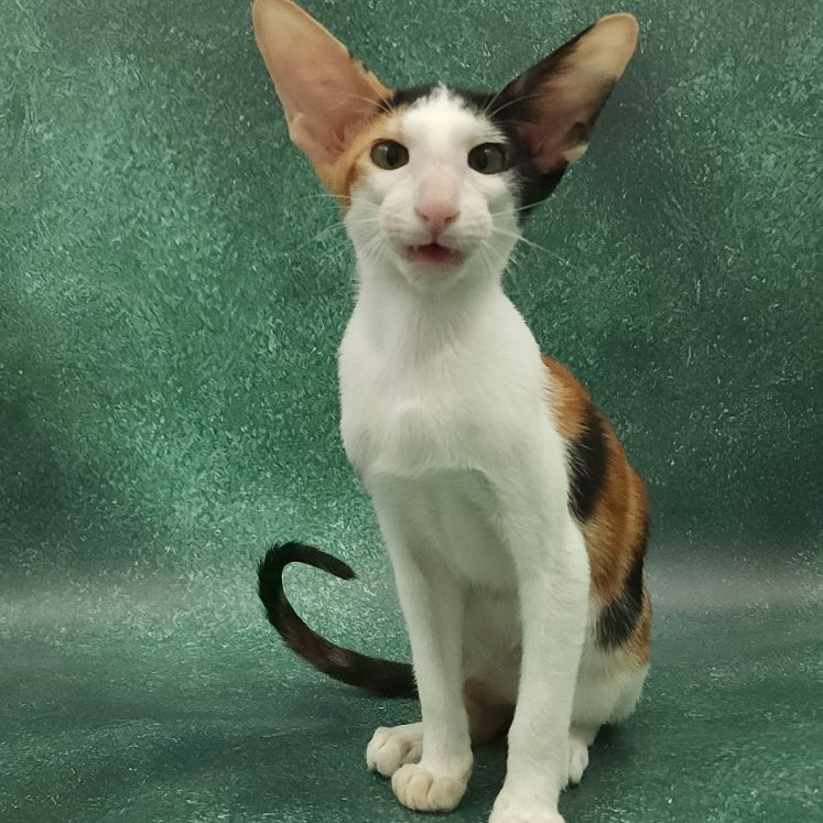Ulrica Oriental Shorthair female, black tortie tabby harlequin