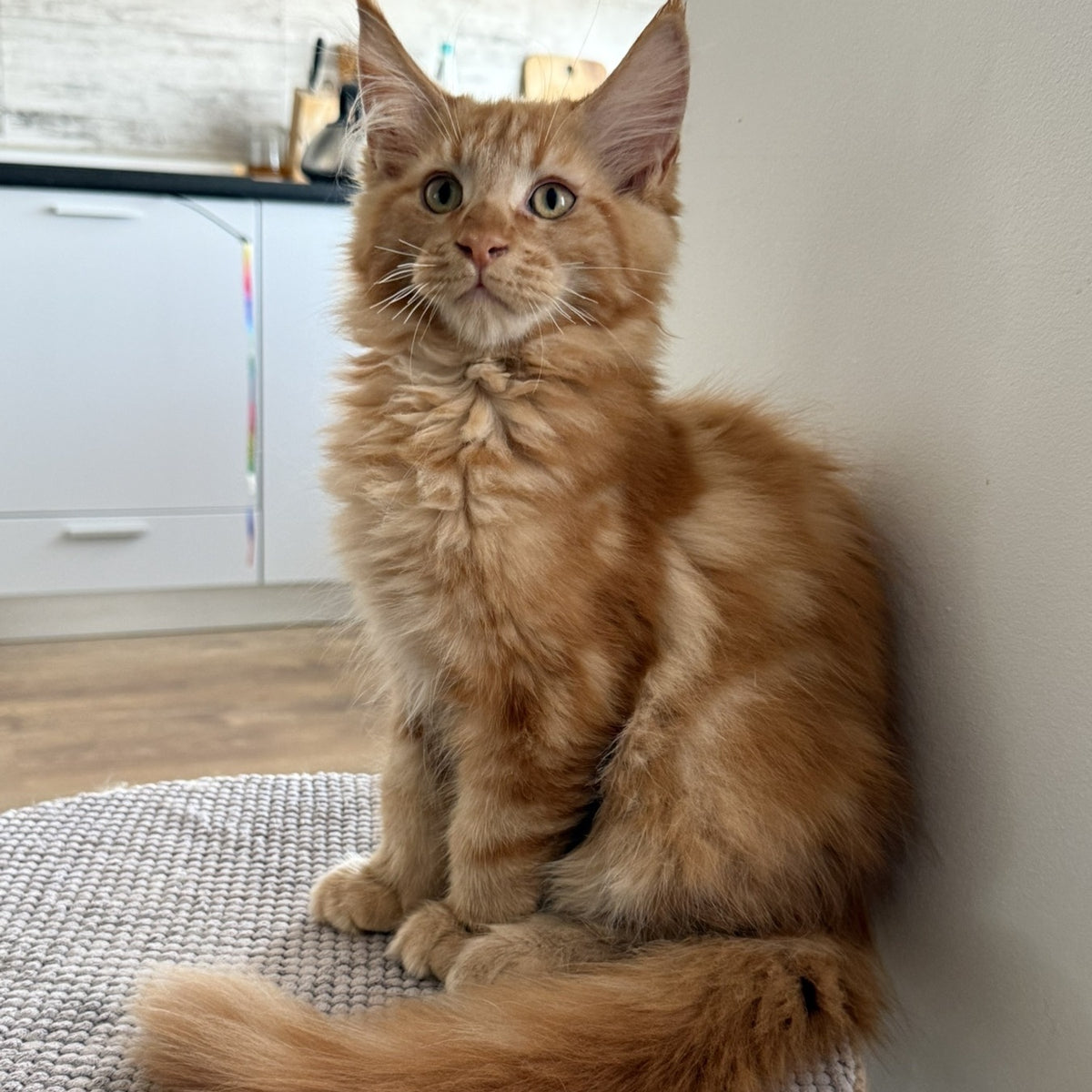 Alex Maine Coon male, red tabby