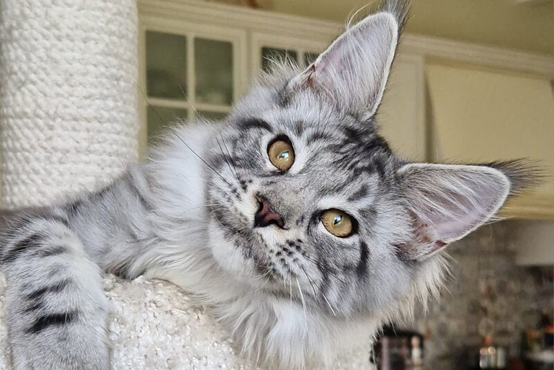 Bagira Maine Coon female, black silver tabby