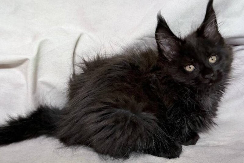 Galatea Maine Coon female, black with white