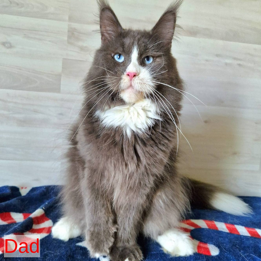 Yuna Maine Coon female, blue with white