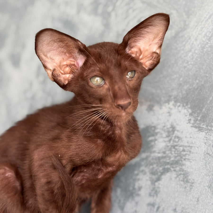 Nolik Oriental Shorthair male, chocolate