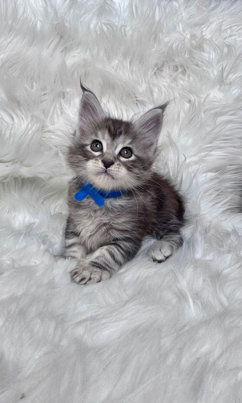 Caleb Maine Coon male black silver tabby with white - live animals
