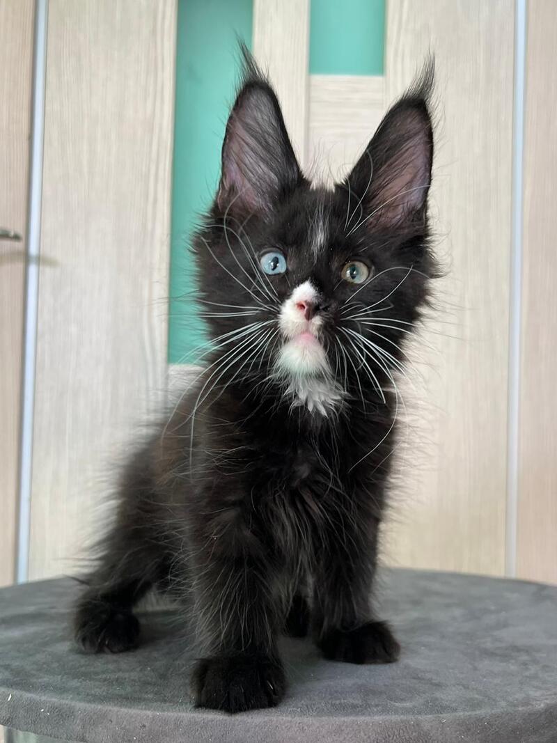 Nolan Maine Coon male black with white - live animals