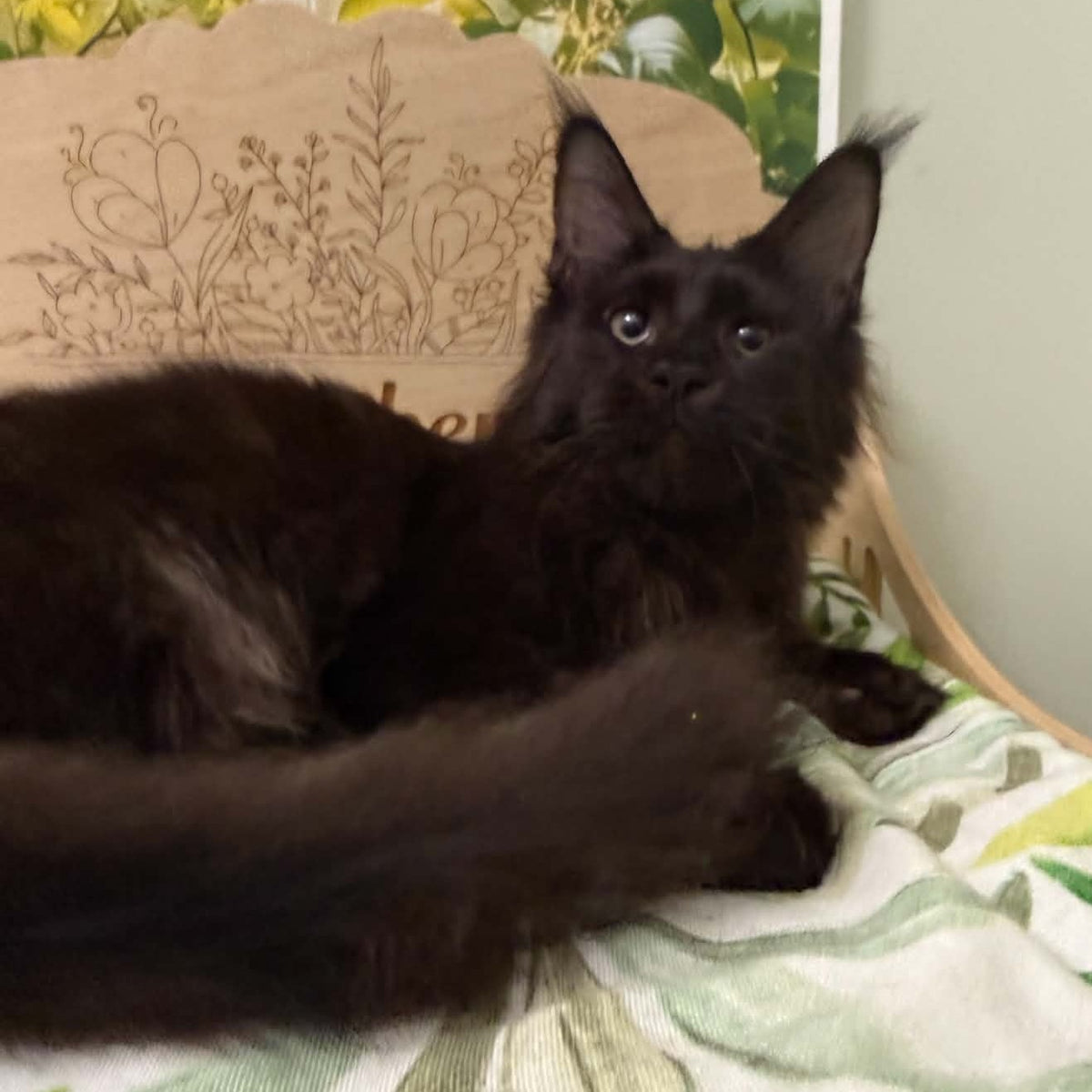 Xandra Maine Coon female, black