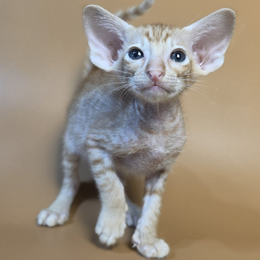 Flame Oriental Shorthair female, red