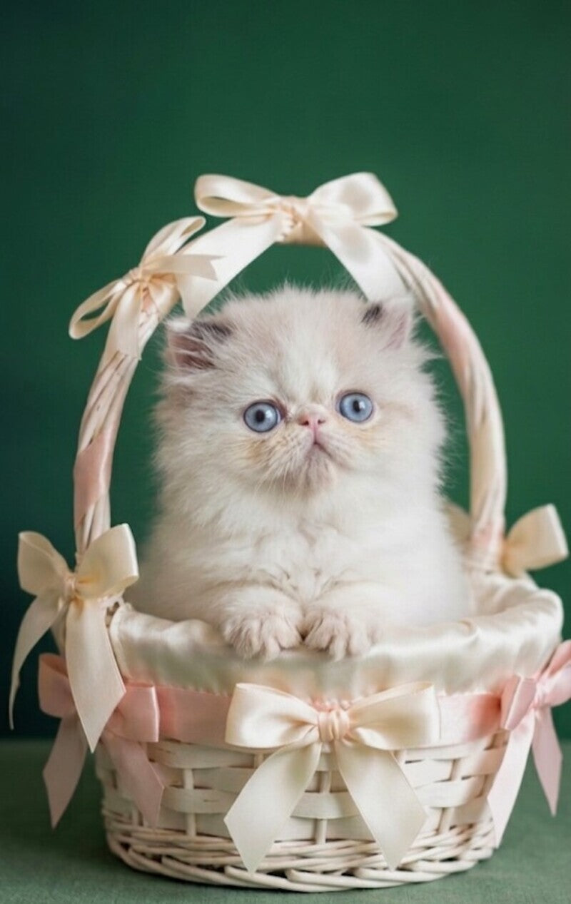 Nemо Persian male, cream pointed bicolour