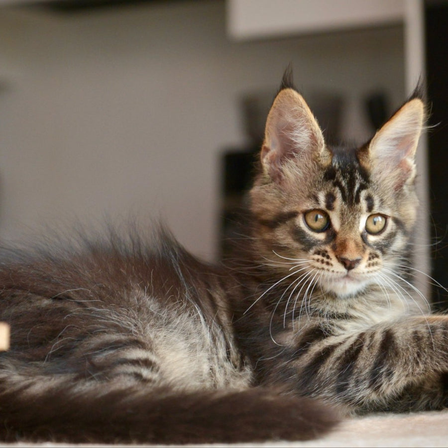Yavanna Maine Coon female, black tabby