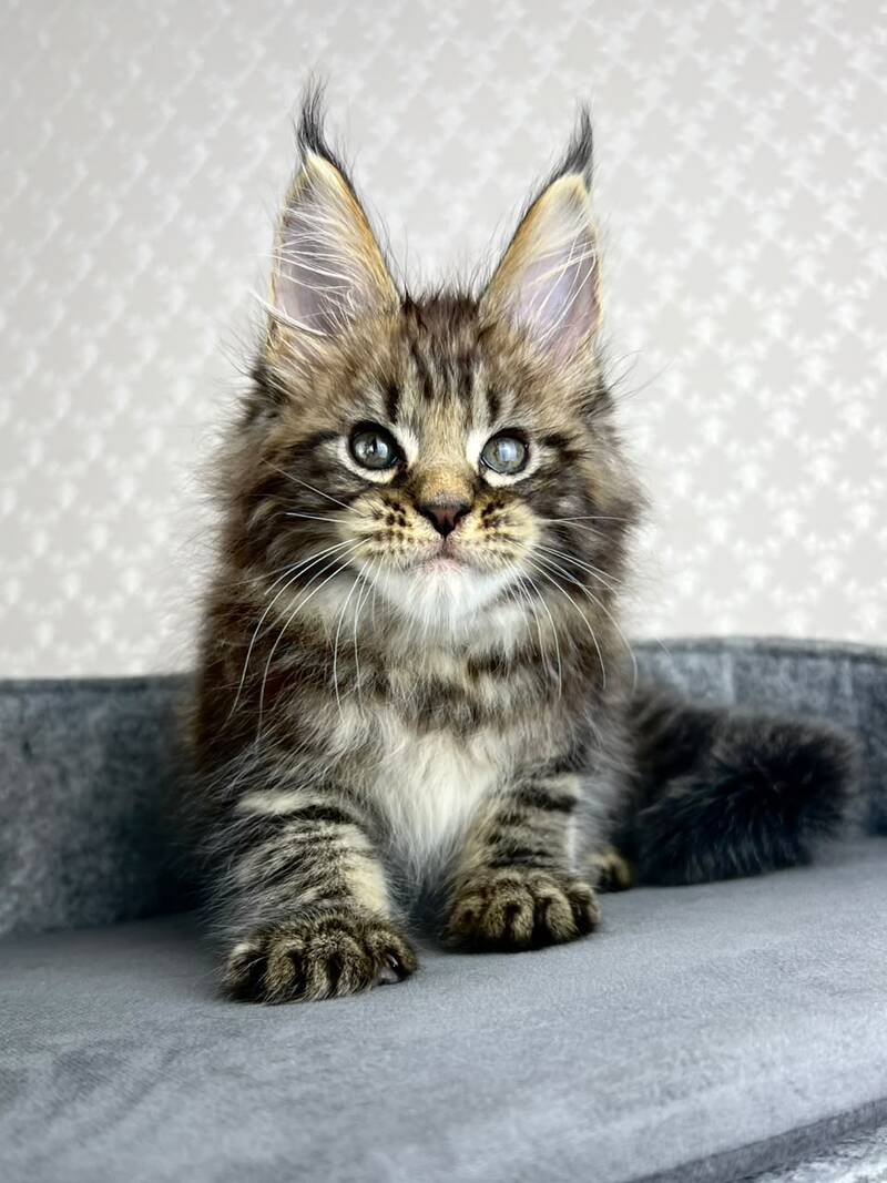 Pathos Maine Coon male, black tabby