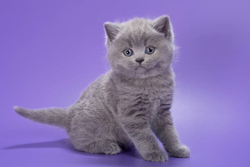 Pascal British Shorthair male, blue