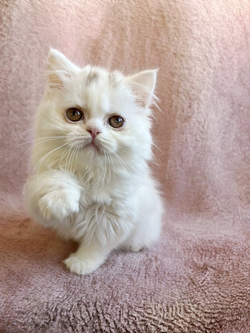White Milka Scottish Straight female white live animals