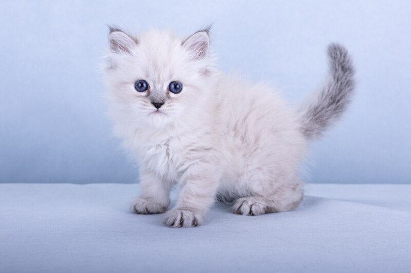Iskra Siberian female, black tabby pointed