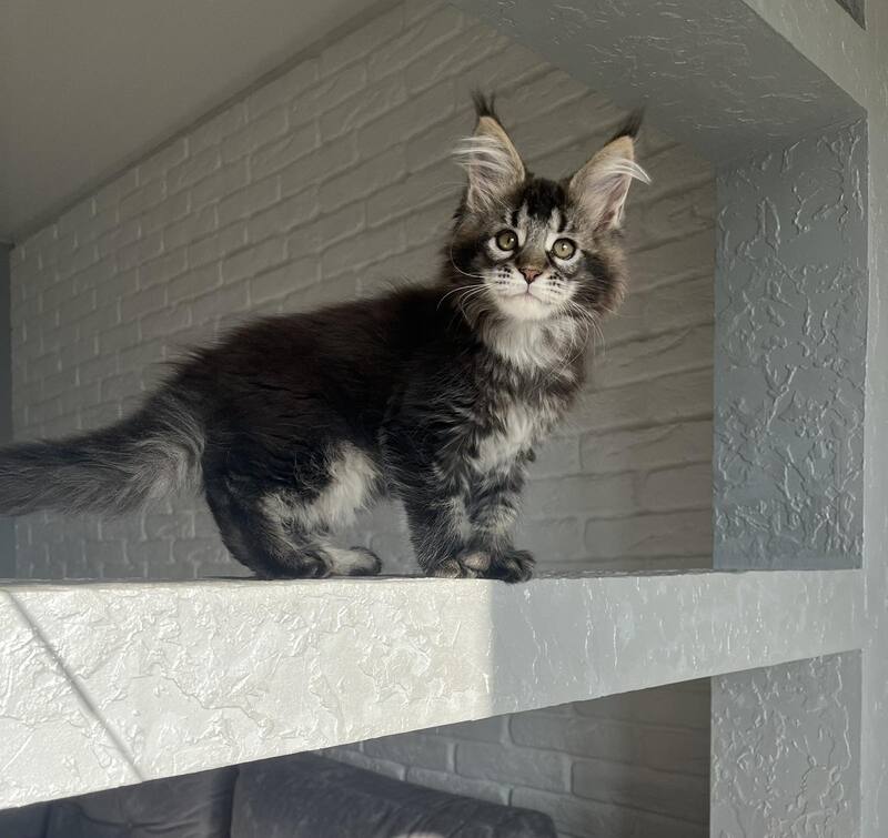 Xena Maine Coon polydactyl female, black ticked tabby