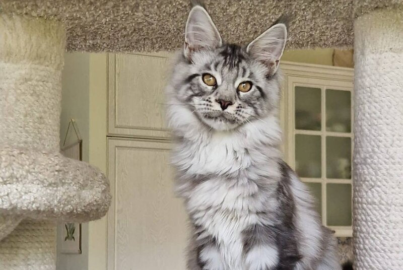 Bagira Maine Coon female, black silver tabby