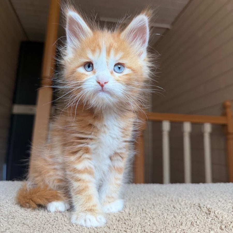 Aiden Maine Coon male, red tabby with white
