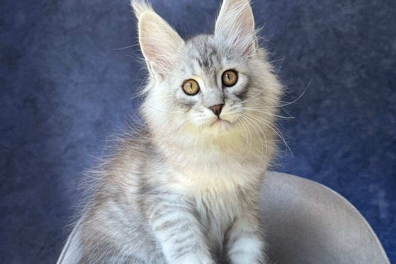 Vadash Maine Coon male black silver spotted tabby - live animals