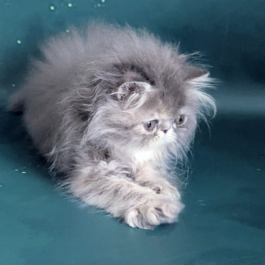 Patricia Persian female, blue tortie