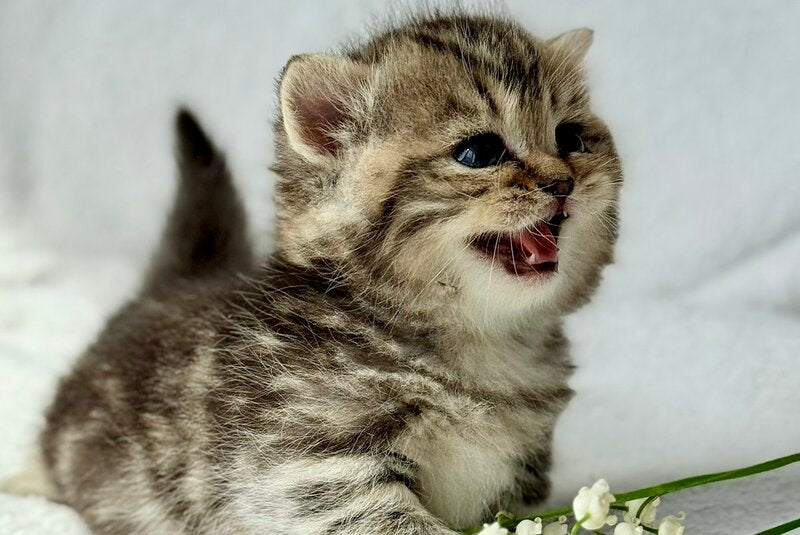 Umi Munchkin female, black tabby