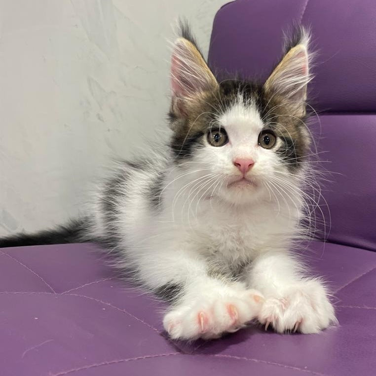 Sem Maine Coon male, black bicolour tabby