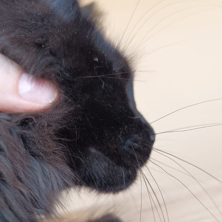 Dallas Maine Coon male, black