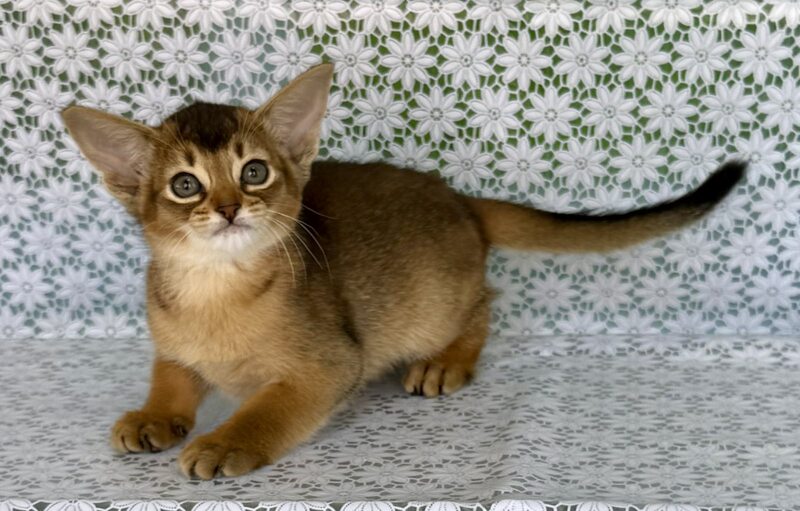 Elka Abyssinian female ruddy - live animals