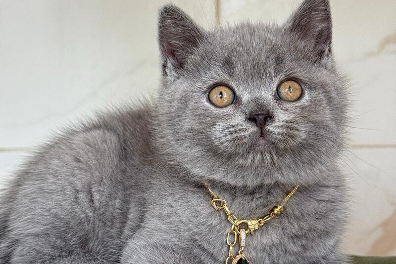 Foster British Shorthair male, blue