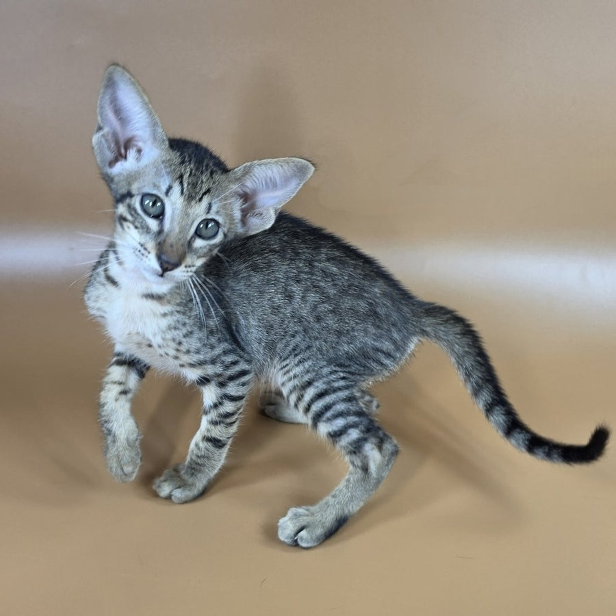 Yvette Oriental Shorthair female, black spotted tabby