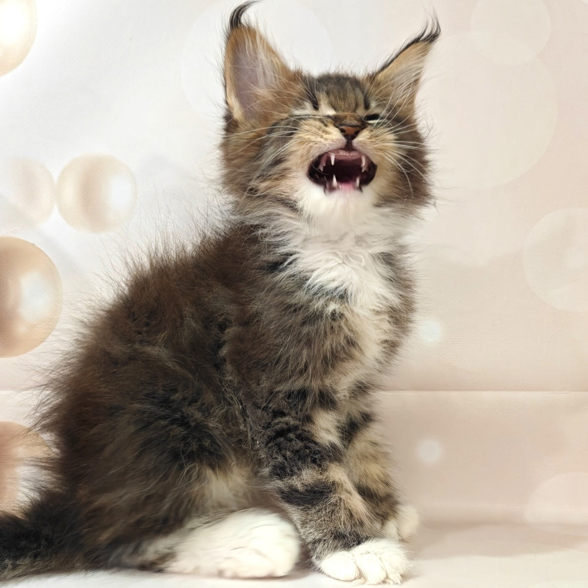Sheriff Maine Coon polydactyl 6x6x6x6 male, black tabby with white