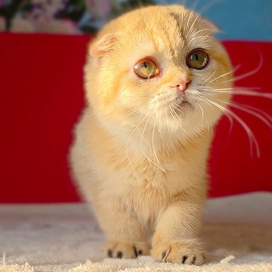 Freya Scottish Fold female, chocolate golden ticked tabby