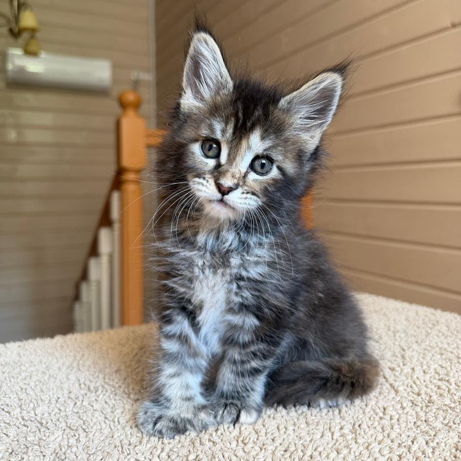 Bamboleilo Maine Coon polydactyl 6x6x6x7 female, black tortie with white tabby