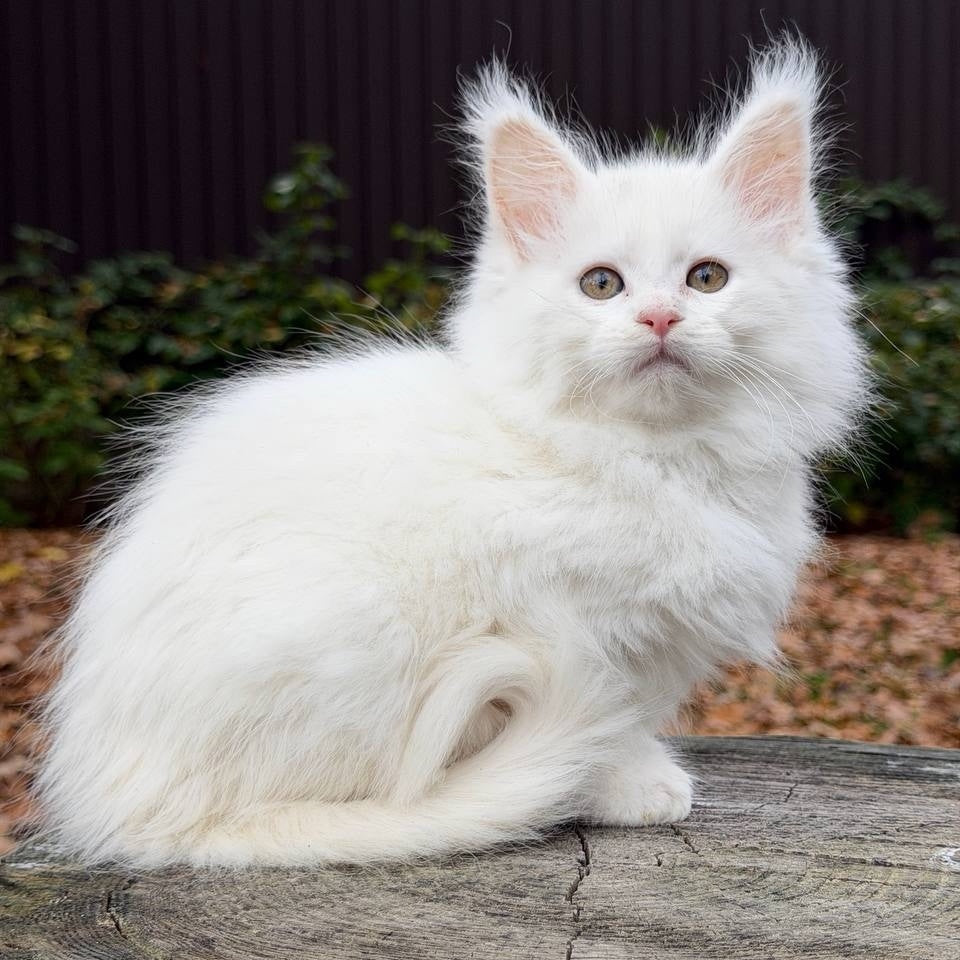 Marishka Maine Coon female, white
