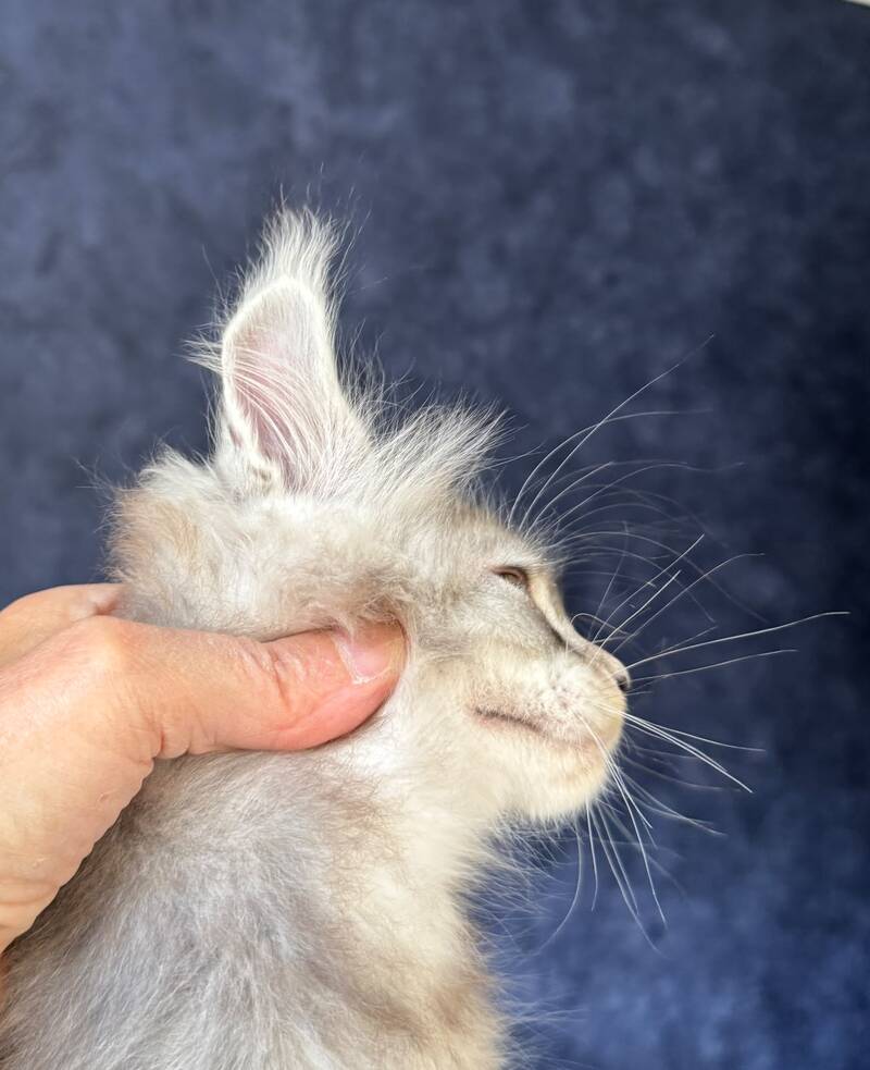 Igmoo Kipper Maine Coon male, black silver ticked tabby