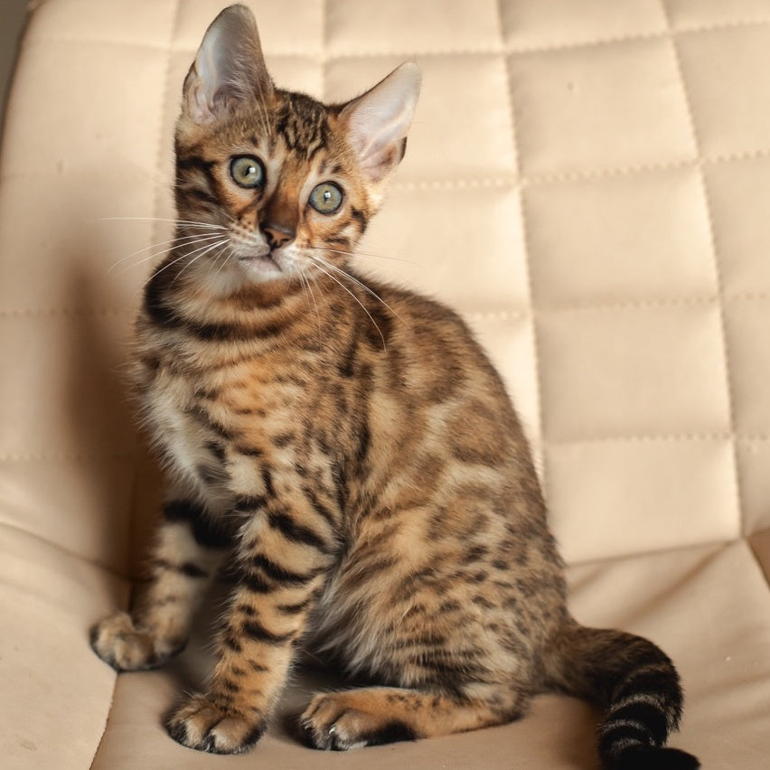 Nala Bengal female, black spotted tabby