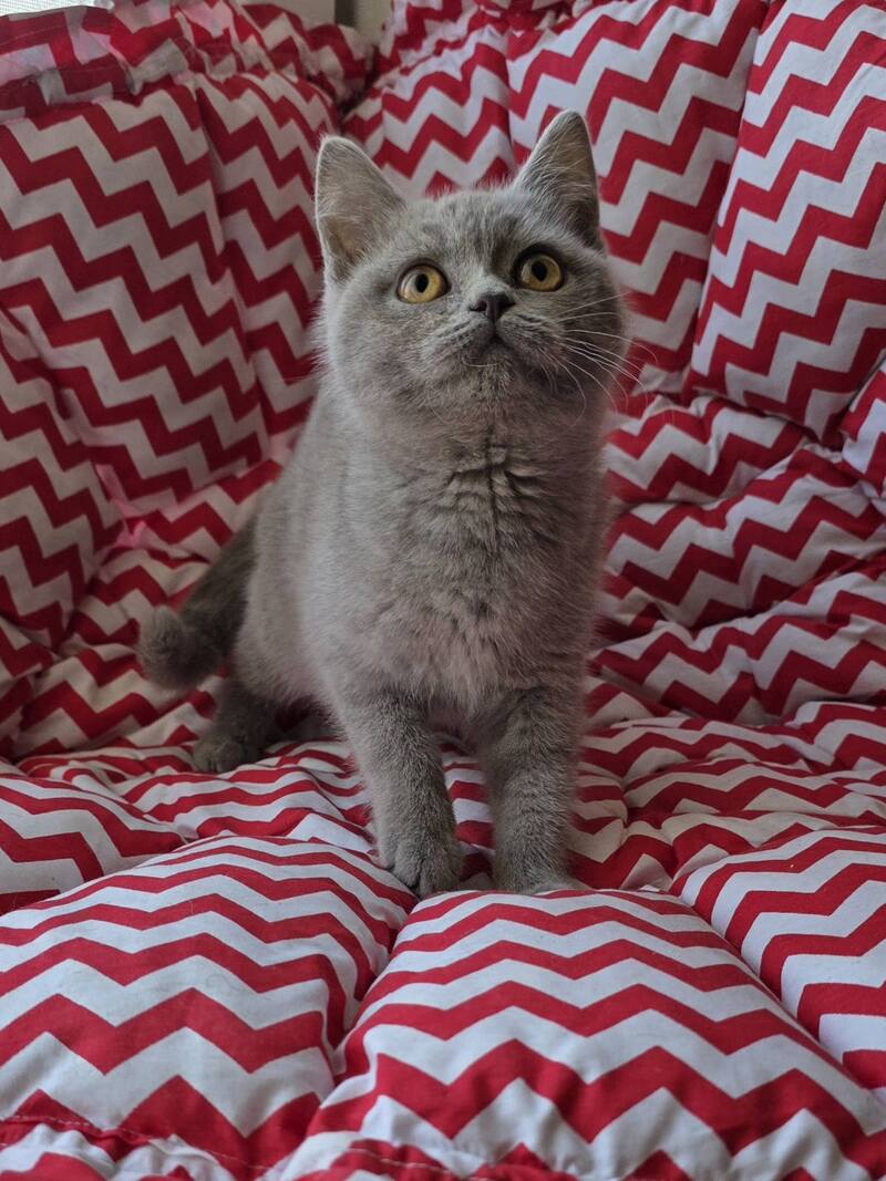 Selena British Shorthair female lilac - live animals