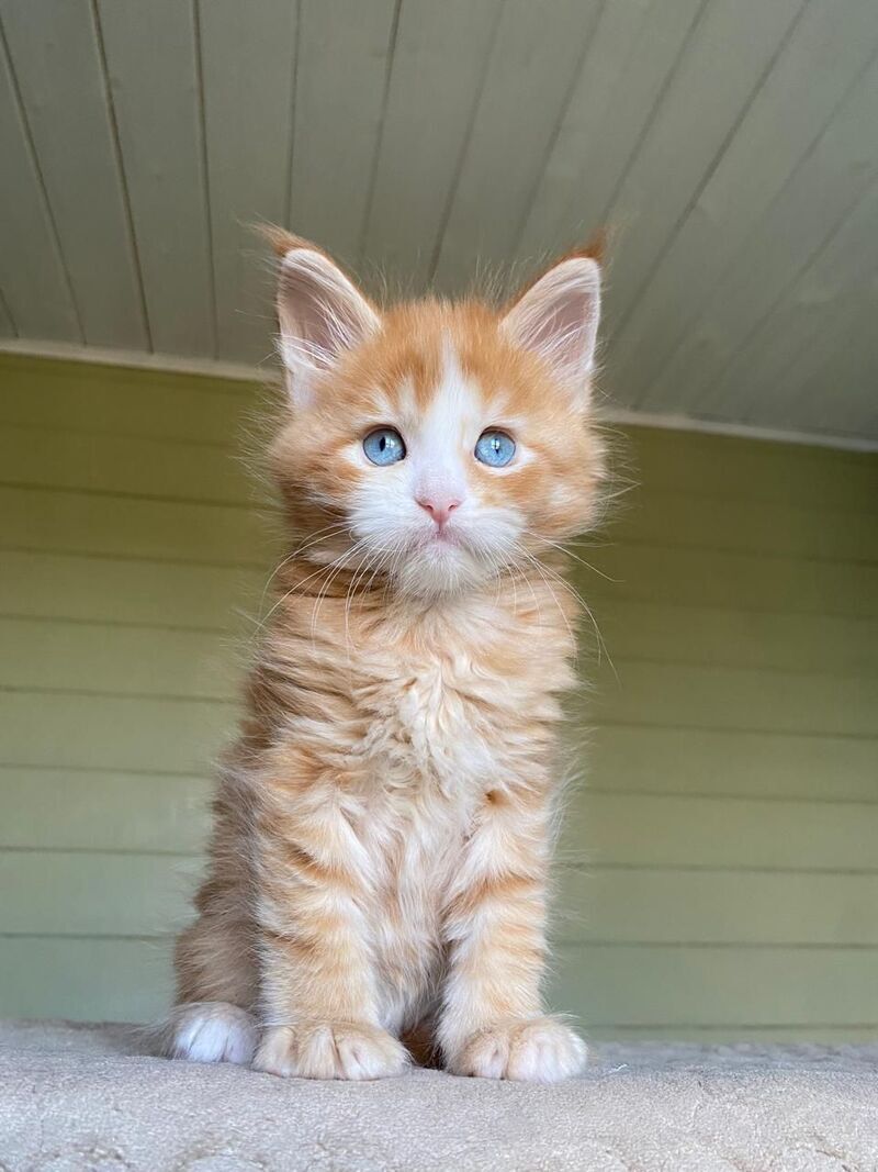 Tutti Frutti Maine Coon male red tabby with white - live animals