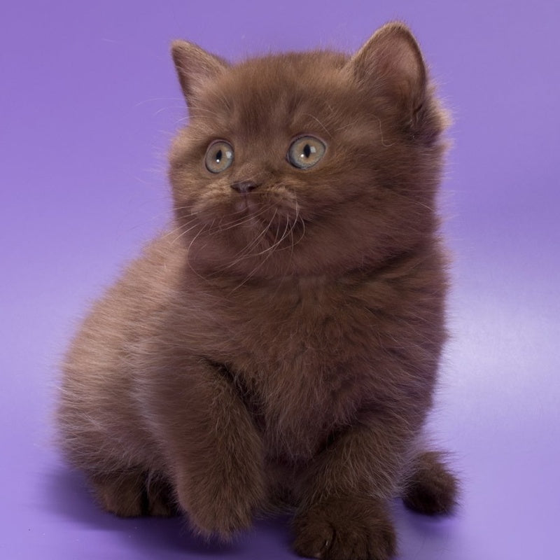 Jonny British Shorthair male, chocolate